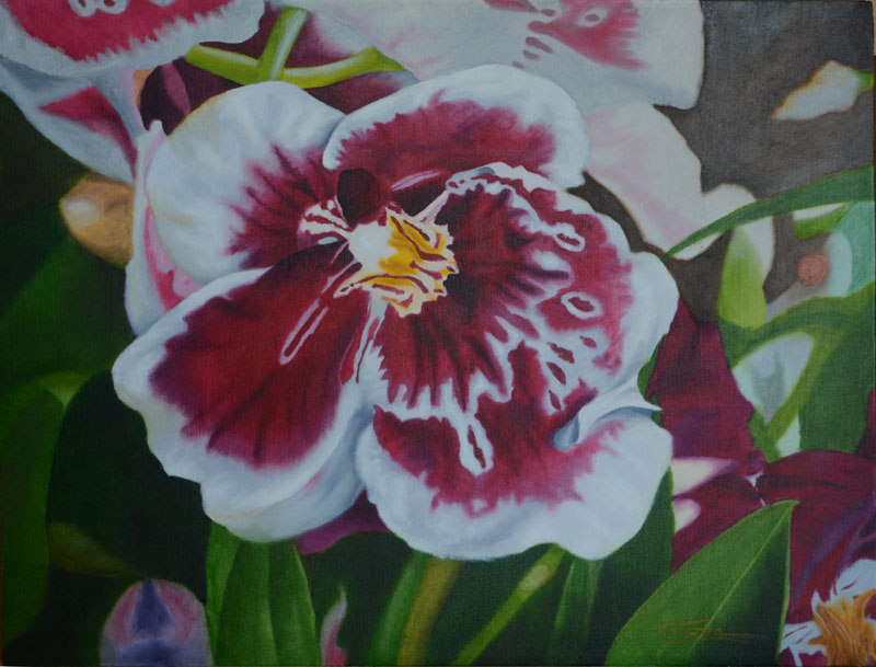 Painting of a Miltoniopsis Orchid