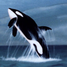 Detail of a leaping orca